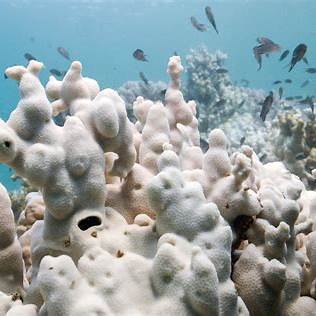 산호 백화 현상 사진 출처 Reuters Coral Reef Image Library 본 이미지는 보도교육적 목적 이외에는 사용이 제한됩니다