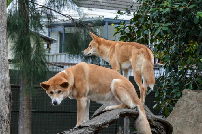 서울대 캠퍼스 잇단 ‘들개 출몰’…학생들 “새벽마다 울음소리에 불안” 기사 이미지