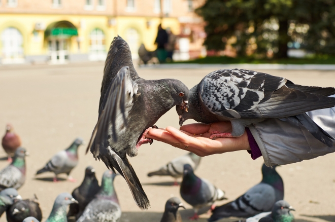 “비둘기 굶기면 생명권 침해”…‘먹이 금지 조례’ 놓고 헌법소원 제기 기사 이미지