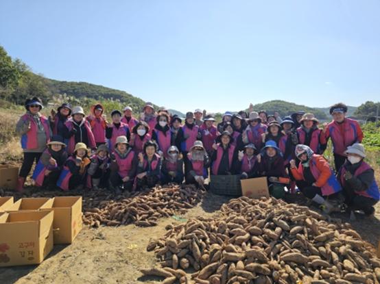 인천시 농업기술센터, 생활개선회와 ‘사랑의 고구마’나눔으로 온정 전해 기사 이미지