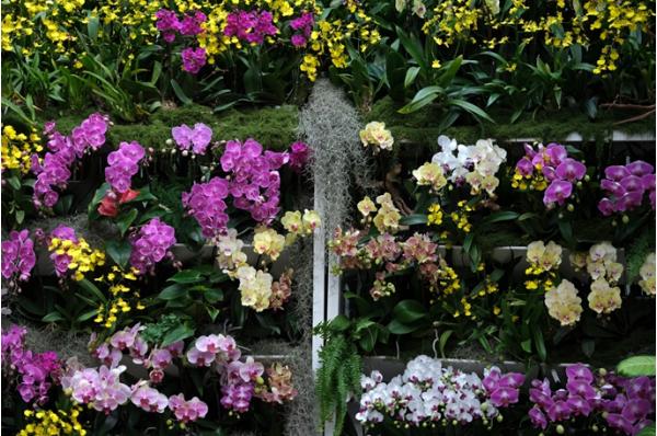 서울식물원, 난초와 포인세티아가 선사하는 겨울정원 '윈터 가든' 기사 이미지