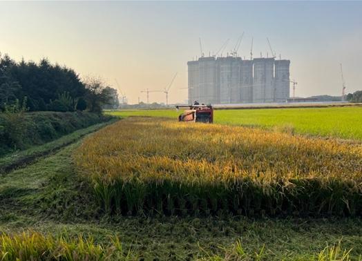 인천시, 연희공원에서 키운 쌀 200㎏ 기부로 따뜻한 나눔 실천 기사 이미지