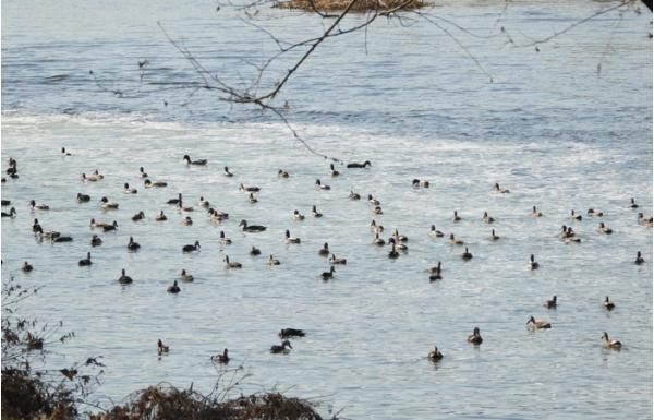 천연기념물 원앙 등 겨울 철새, 올해도 안양천 찾아와 기사 이미지
