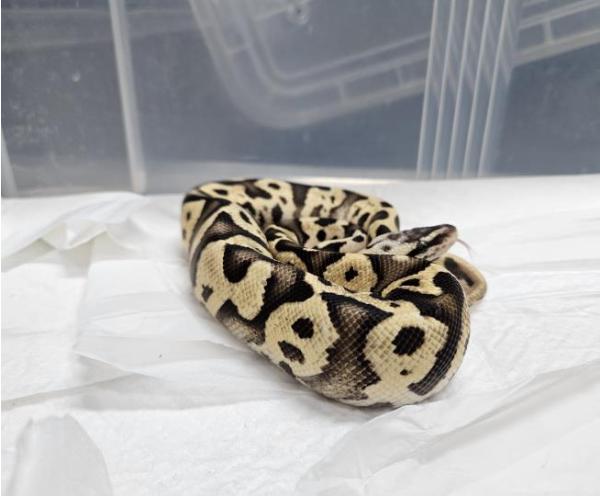 강남구, 지하철역 화장실서 구조된 멸종위기 '볼파이톤' 국립생태원 긴급 이송 기사 이미지