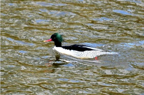 성동구 중랑천에 '호사비오리' 3년 연속 찾아왔다...도심 하천생태복원 성과 입증