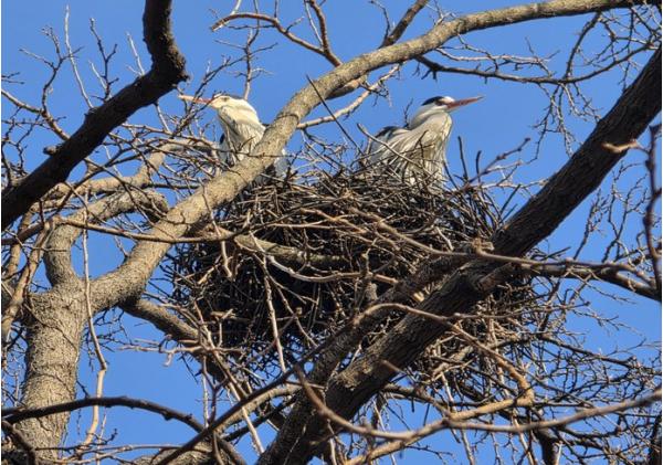 서울시, ‘한강 생태 청신호’ 왜가리 번식 확인...황조롱이‧삵‧수달 서식 안정성도